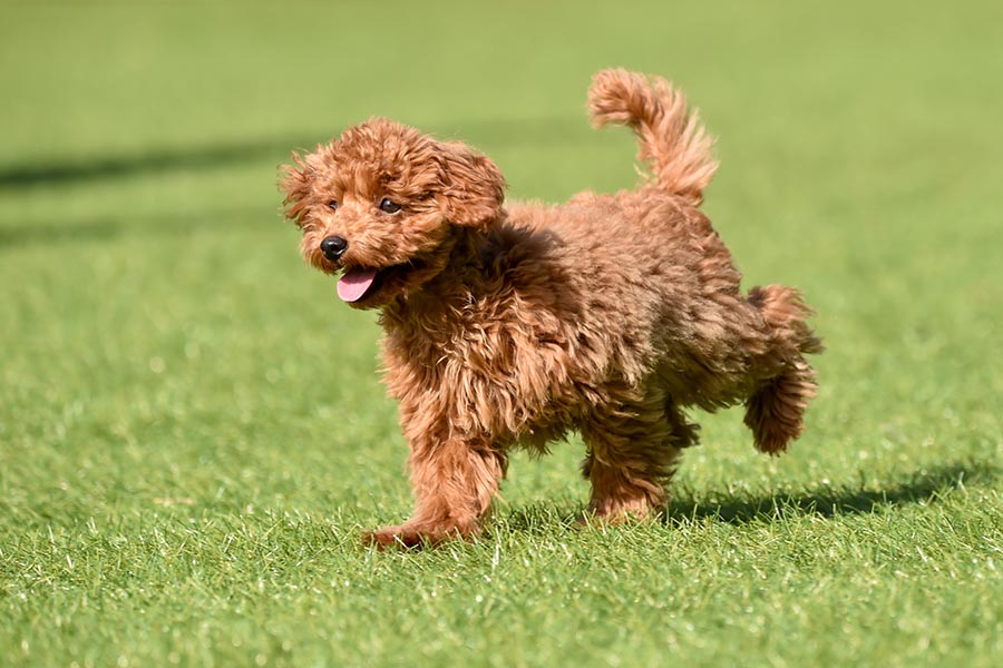 一組限定・愛犬主人歡迎